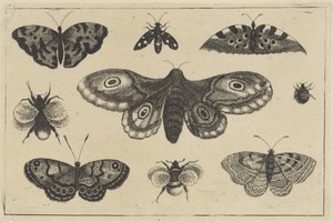 Motten, vier Schmetterlinge, zwei Hummeln und zwei andere Insekten (Serientitel)