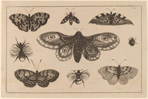 Motte, Schmetterlinge und Bienen