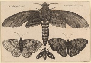 Motte und drei Schmetterlinge von Wenceslaus Hollar