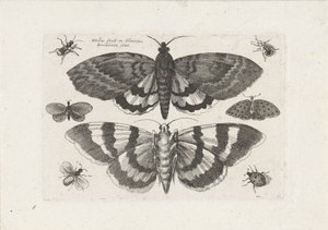 Motten und kleine Insekten von Wenceslaus Hollar