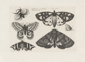 Motten, Schmetterlinge und eine Hummel