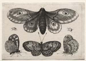 Verschiedene Figuren und Formen von Fliegen, Käfern und Würmern: Eine Motte, drei Schmetterlinge und zwei Käfer von Wenceslaus Hollar