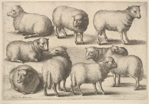 Neun Schafe von Wenceslaus Hollar