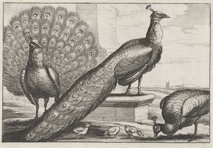 Pfauen (Verschiedene Vogelarten) von Wenceslaus Hollar