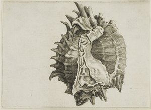 Pink-Mouth Murex (phyllonotus erythrostomus) von Wenceslaus Hollar