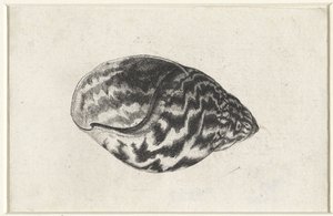 Schnecke, Achatina achatina. Muscheln (Serientitel) von Wenceslaus Hollar