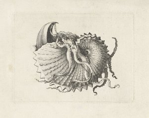 Muschel, argonauta nodosa