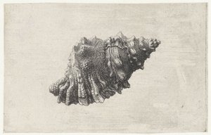 Muschel, Bursa Rubeta von Wenceslaus Hollar