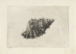 Schelp, bursa rubeta von Wenceslaus Hollar