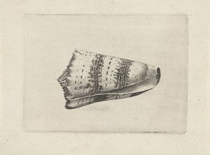 Schnecke, Conus imperialis Muscheln (Serientitel) von Wenceslaus Hollar