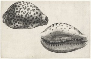 Schnecke, Cypraea tigris von Wenceslaus Hollar