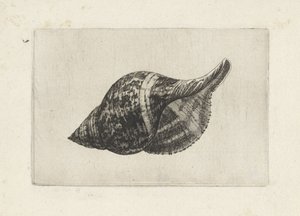 Schnecke, Fasciolaria Tulipa