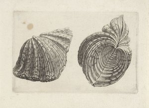 Muschel, Hippopus hippopus von Wenceslaus Hollar