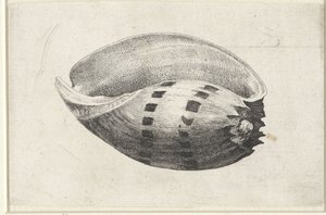 Muschel, Melo Amphora (Muscheln) von Wenceslaus Hollar