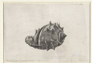 Schnecke, Melongena Melongena (Schnecken) von Wenceslaus Hollar