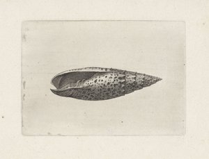 Schnecke, Mitra papalis Muscheln (Serientitel) von Wenceslaus Hollar