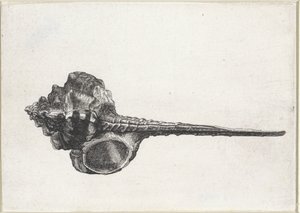 Schnecke, Murex Haustellum von Wenceslaus Hollar