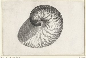 Schnecke, Nautilus Pompilius
