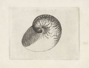 Schnecke, nautilus pompilius