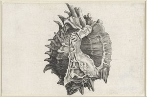 Schnecke, Phyllonotus erythrostomus von Wenceslaus Hollar