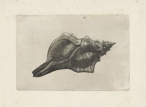 Muschel, Pleuroploca trapezium von Wenceslaus Hollar