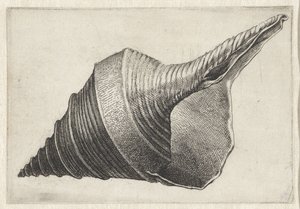 Muschel, Syrinx aruanus