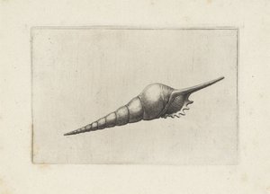 Schelp, tibia fusus melanocheilus von Wenceslaus Hollar