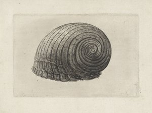 Schnecke, tonna galea