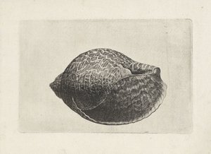 Muschel, tonna perdix