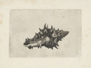 Schnecke, vasum ceramicum von Wenceslaus Hollar