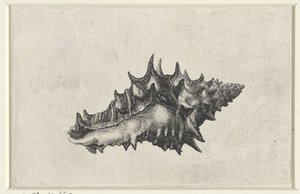 Schnecke, vasum ceramicum (Schelpen) von Wenceslaus Hollar