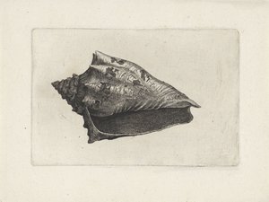 Schnecke, voluta ebraea von Wenceslaus Hollar