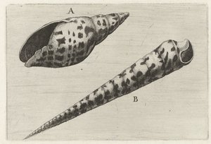 Schelpen, mitra cardinalis (A) und terebra subulata (B) von Wenceslaus Hollar