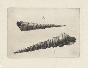 Schnecken, turritella terebra (A) und turritella duplicata (B) von Wenceslaus Hollar