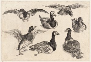Sieben Enten von Wenceslaus Hollar