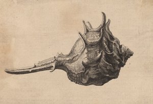 Schneckenhaus Murex brandaris, ca. 1645