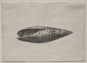 Schalen: Mitra papalis L, ca. 1640er von Wenceslaus Hollar