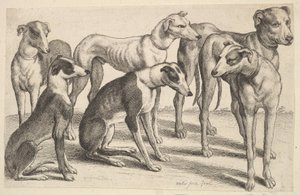 Sechs Hunde, 1646