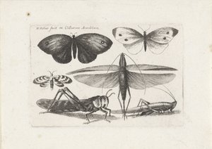 Heuschrecken und Schmetterlinge von Wenceslaus Hollar