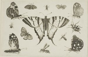 Schwalbenschwanz-Schmetterling und zwölf andere Insekten