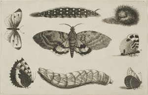 Drei Raupen, eine Motte und vier Schmetterlinge
