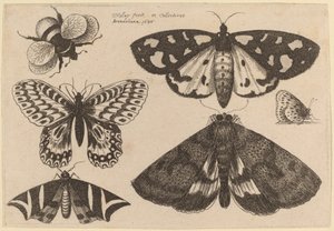 Drei Motten, zwei Schmetterlinge und eine Hummel