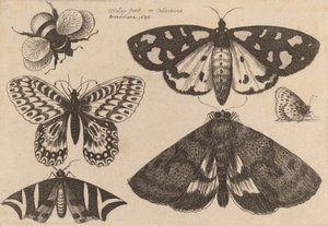 Drei Motten, zwei Schmetterlinge und eine Hummel