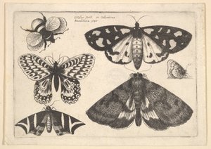 Drei Motten, zwei Schmetterlinge und eine Hummel, 1646