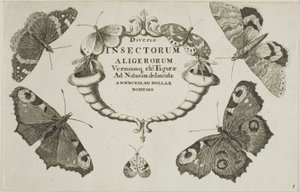 Titelseite aus Diversae Insectorum von Wenceslaus Hollar