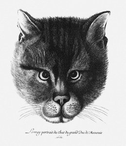 Wahres Bild der Katze des Zaren Alexei I. Michailowitsch von Russland von Wenceslaus Hollar