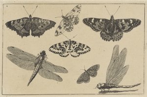 Zwei Libellen und fünf Schmetterlinge