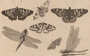 Zwei Libellen und fünf Schmetterlinge