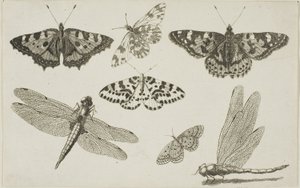 Zwei Libellen und fünf Schmetterlinge