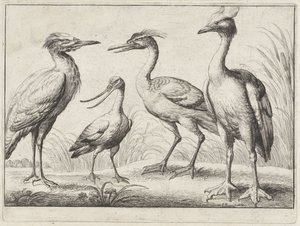 Vier Watvögel von Wenceslaus Hollar